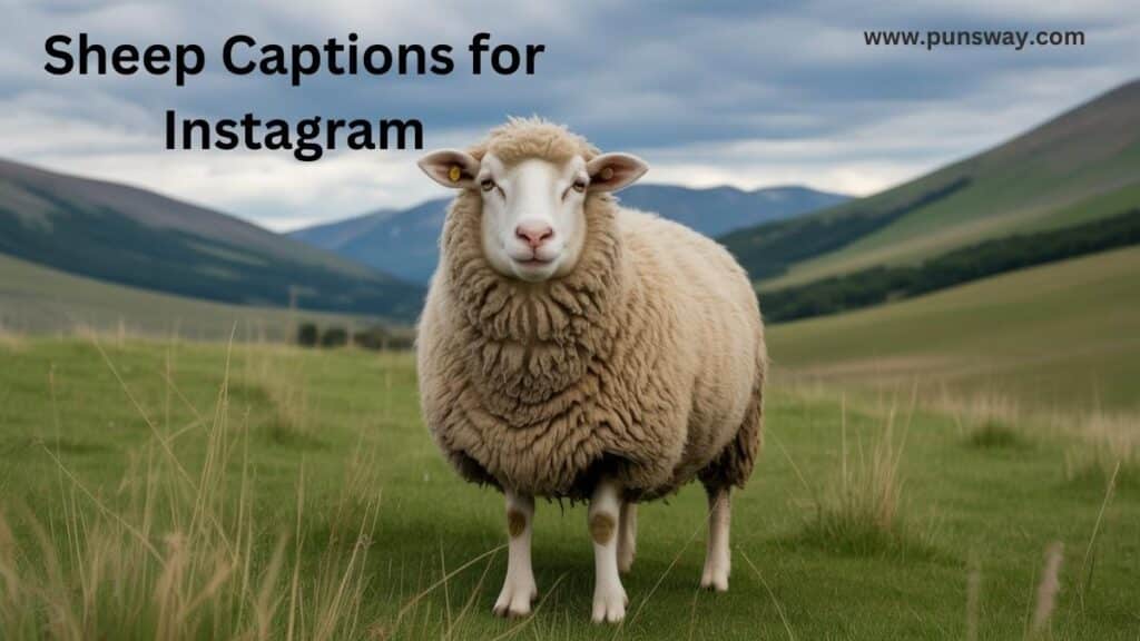 Captions for Instagram